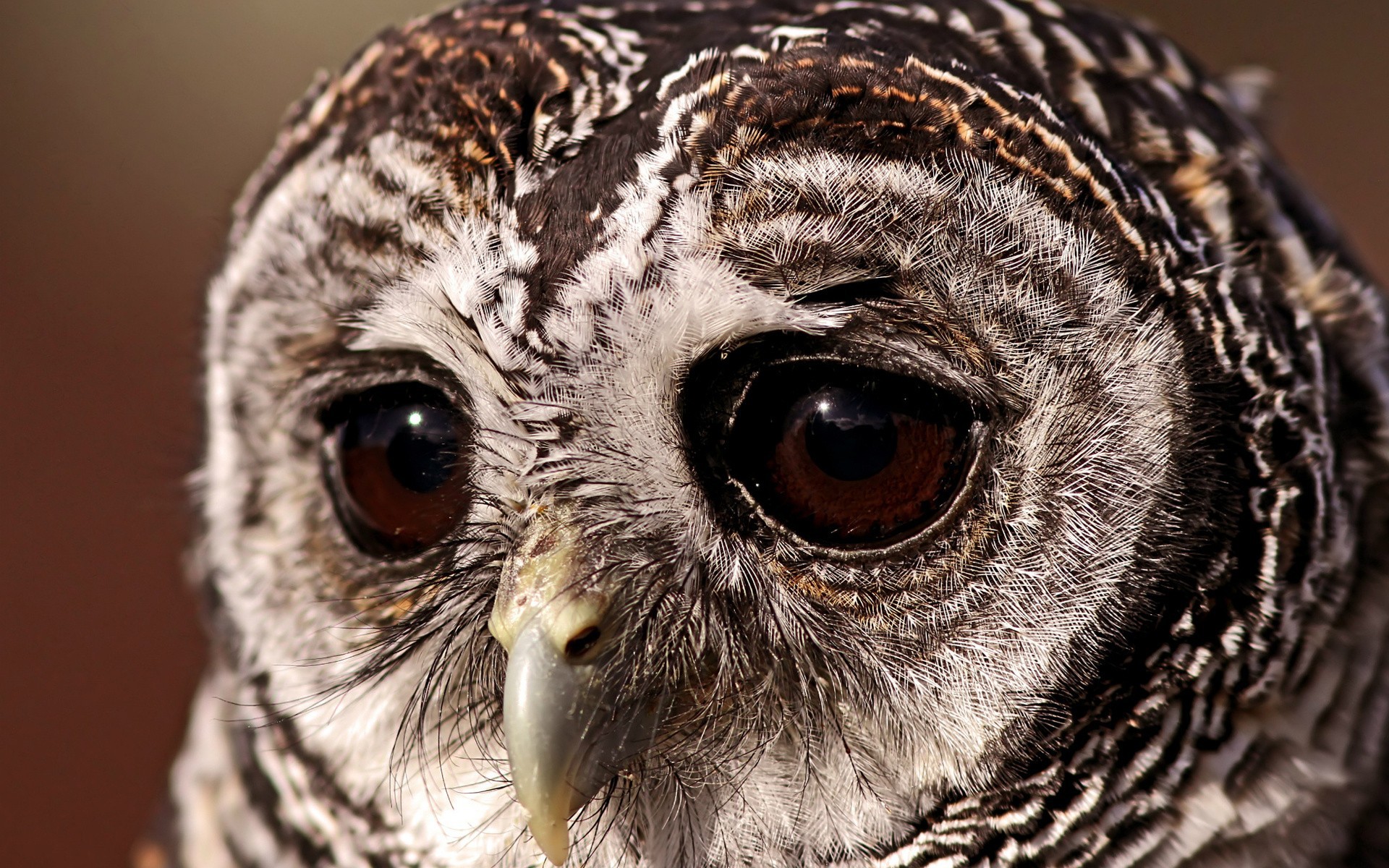 eule tapete,eule,vogel,raubvogel,nahansicht,östliche kreischeule