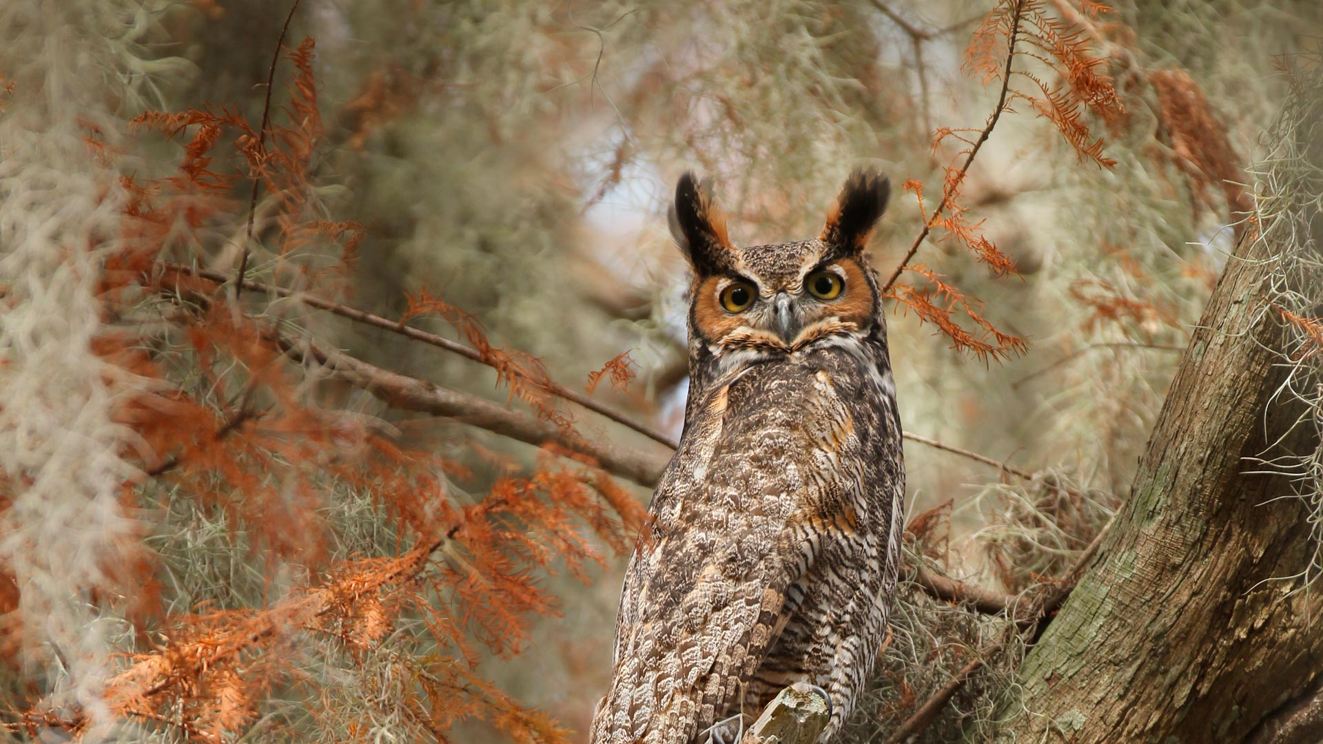 owl wallpaper,vertebrate,owl,great horned owl,wildlife,bird