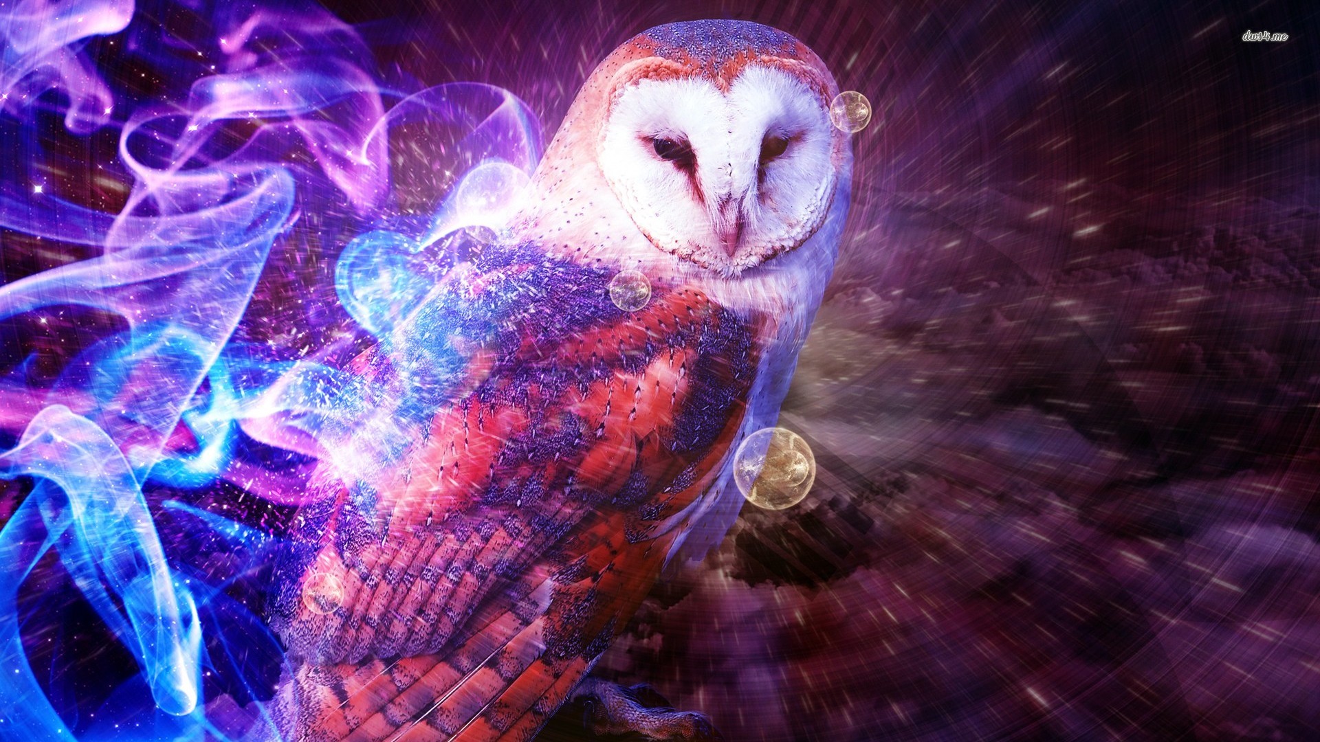 owl wallpaper,owl,barn owl,bird of prey,bird,purple