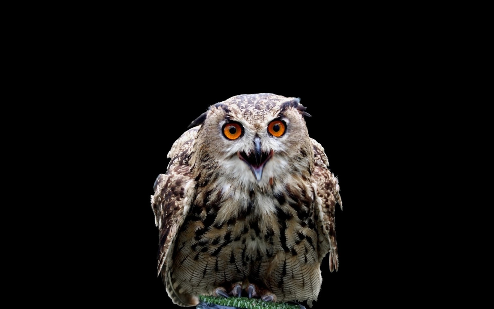 owl wallpaper,owl,bird,bird of prey,vertebrate,beak
