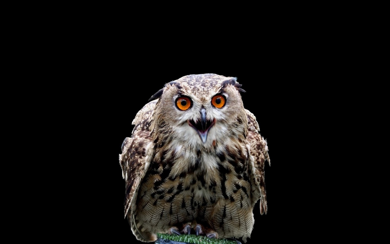 fond d'écran hibou,hibou,oiseau,oiseau de proie,chouette hurlante de l'est,chouette hurlante de l'ouest