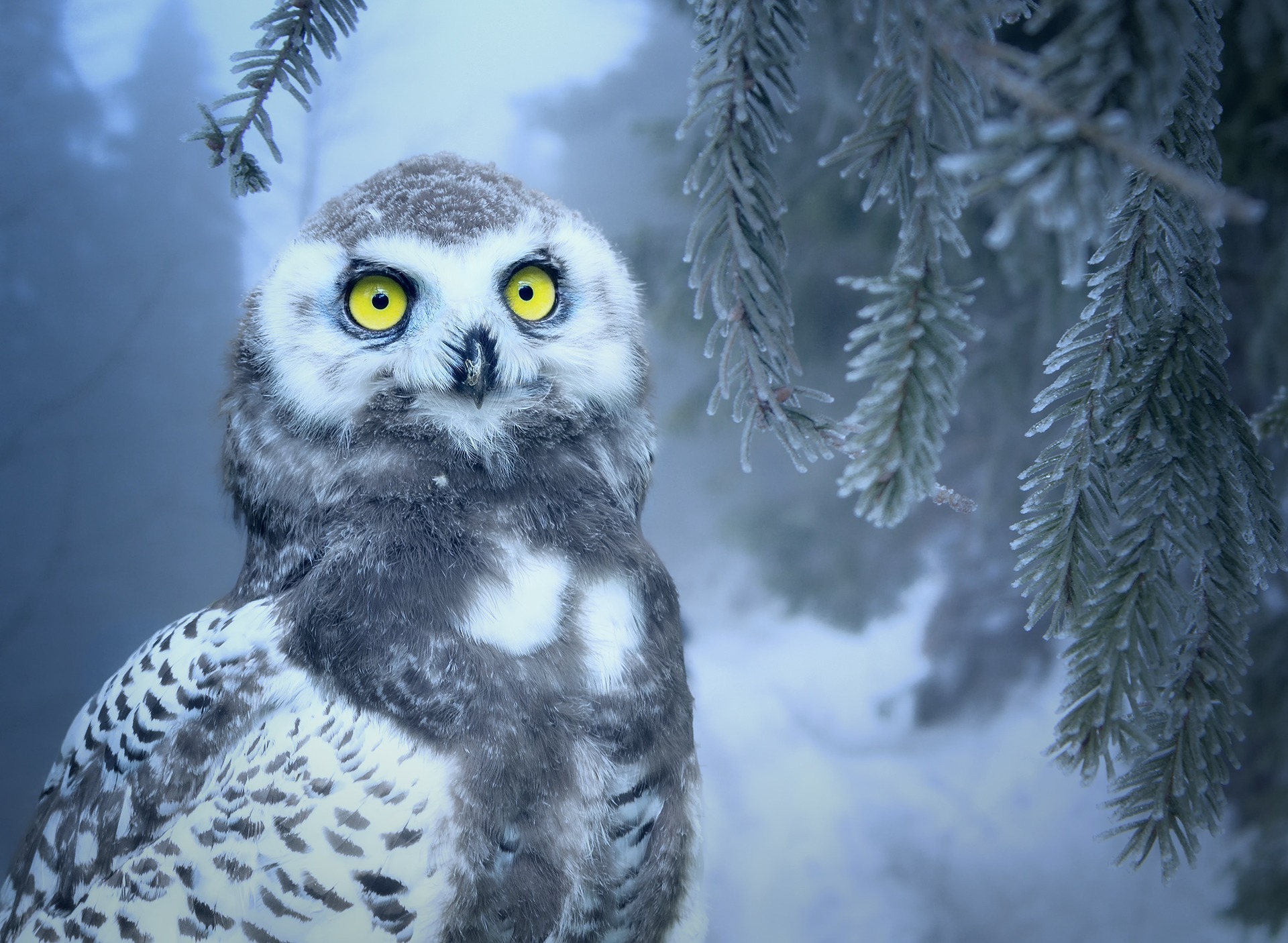 fondo de pantalla de búho,búho,pájaro,buho nevado,ave de rapiña,gran búho gris