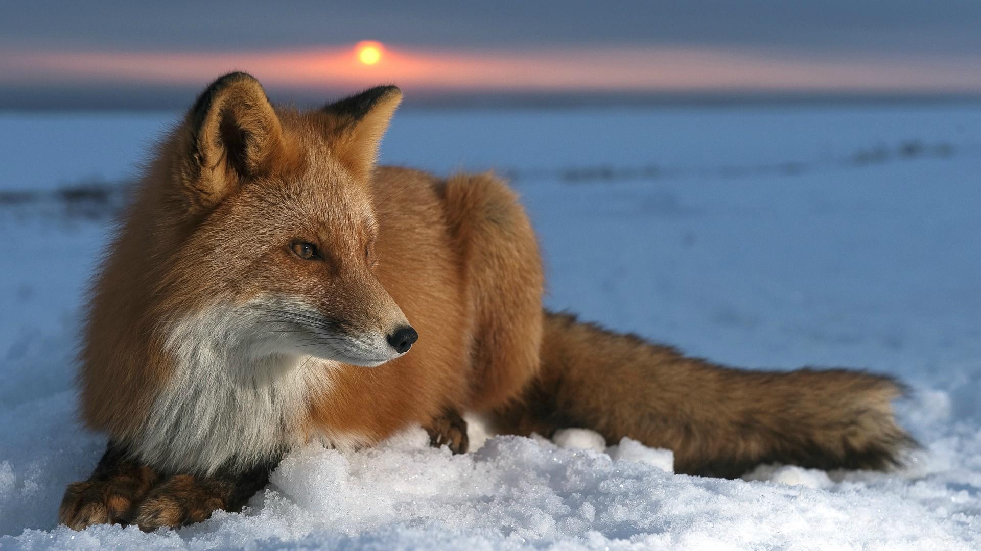 fox wallpaper,mammal,vertebrate,red fox,canidae,fox