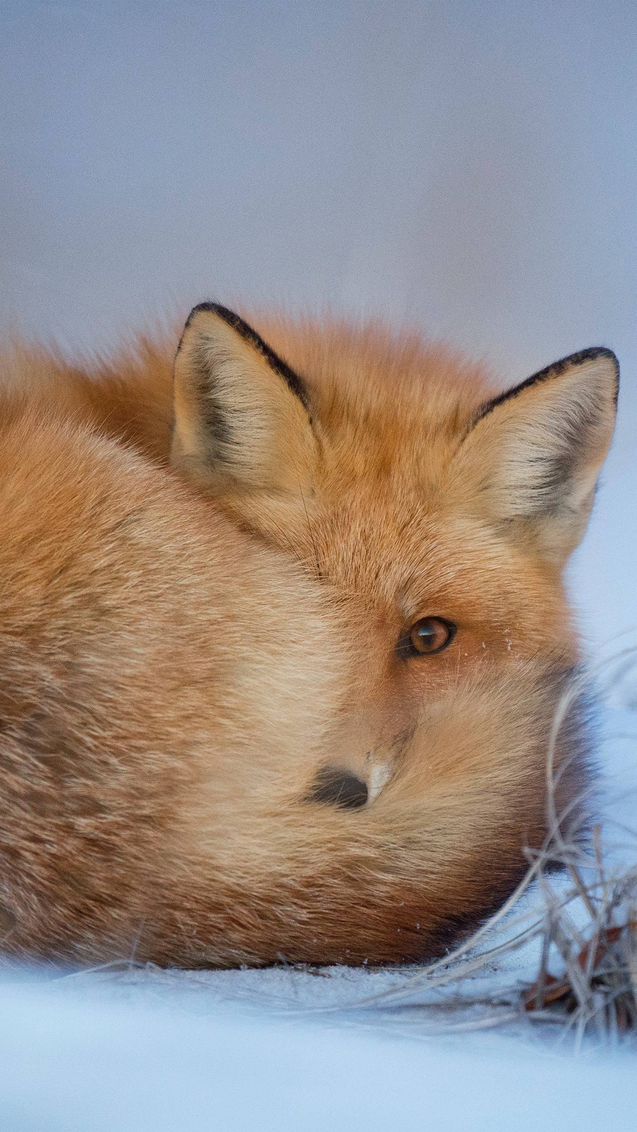 fond d'écran de renard,renard,renard rouge,faune,museau,fourrure