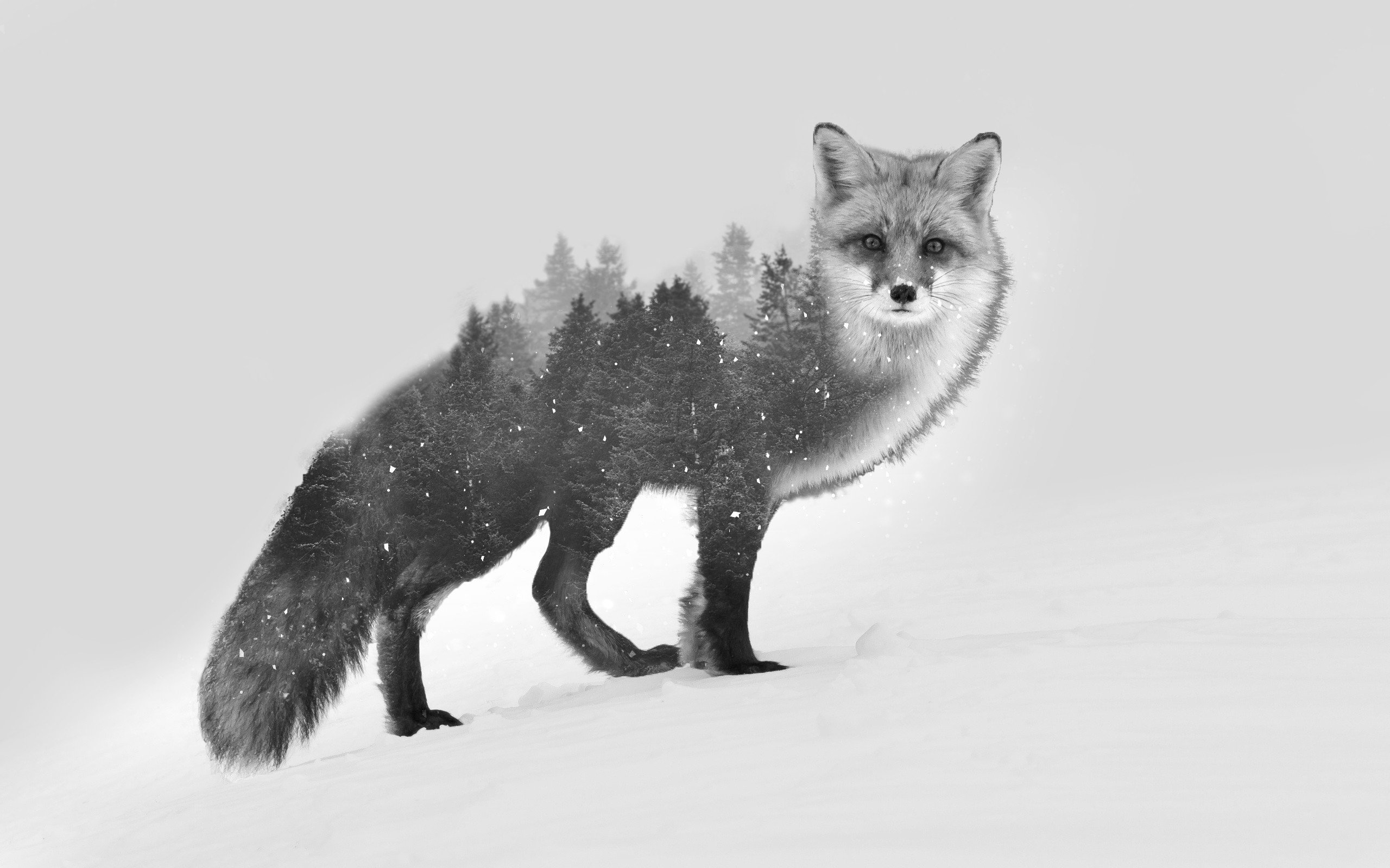 fond d'écran de renard,renard,renard rouge,faune,noir et blanc,renard véloce