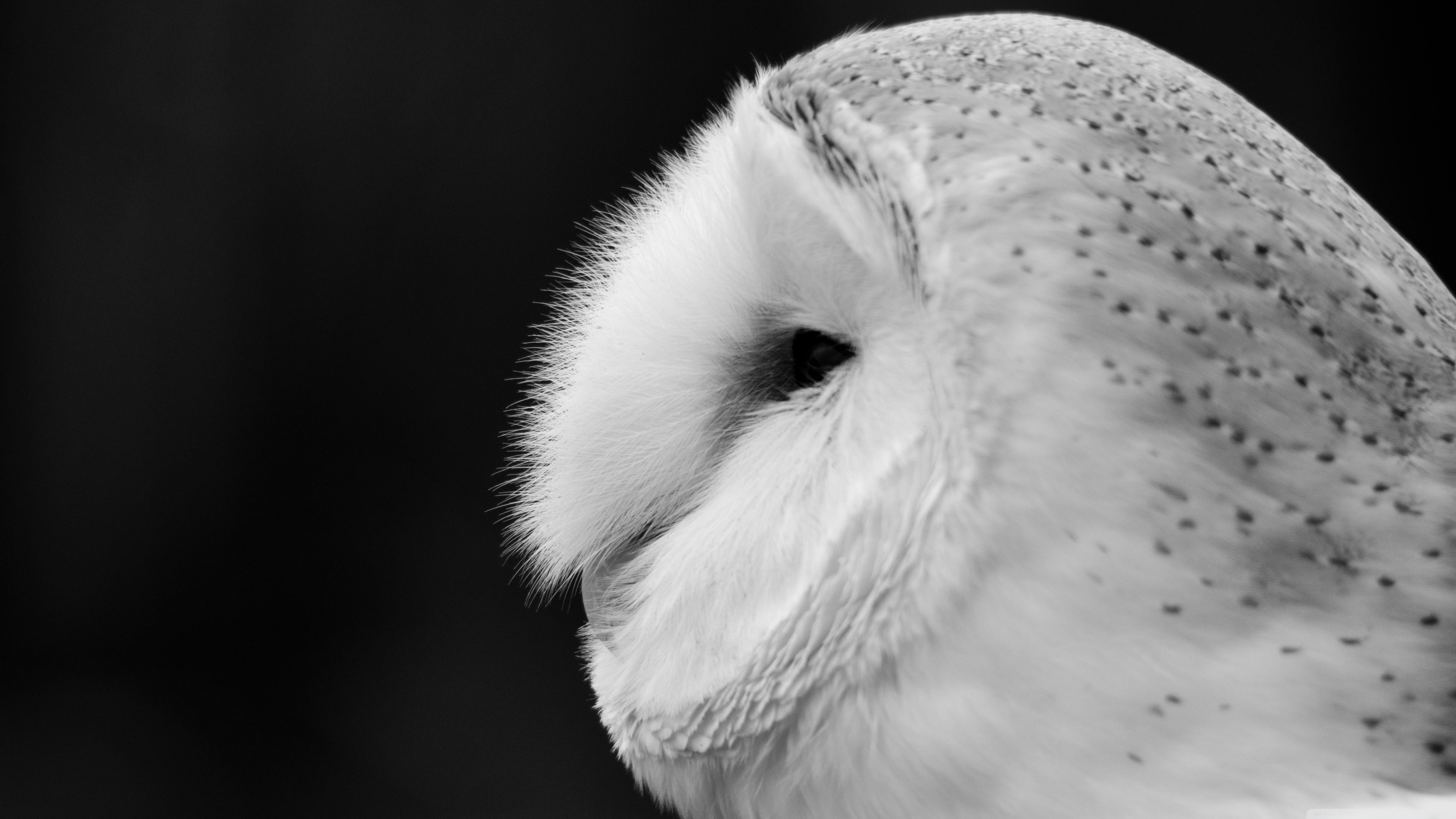 fondo de pantalla de búho,búho,pájaro,buho nevado,lechuza,blanco