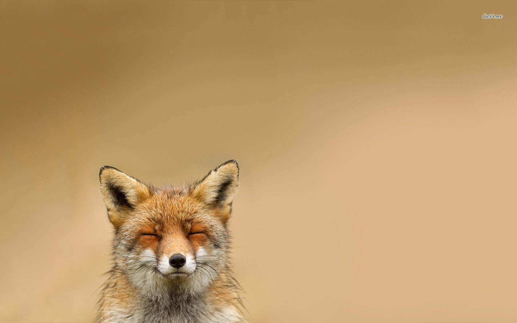 fox wallpaper,mammal,vertebrate,canidae,red fox,wildlife