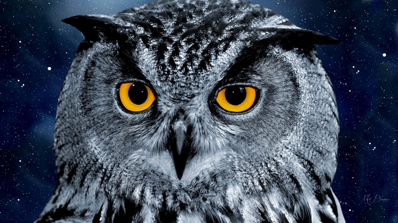 owl wallpaper,owl,vertebrate,bird,western screech owl,bird of prey
