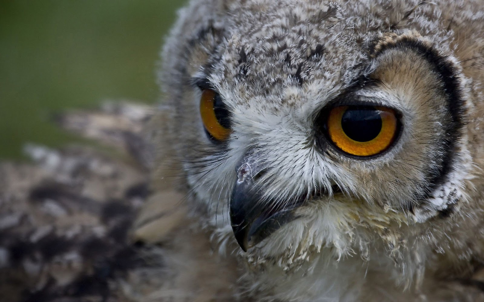 フクロウの壁紙,フクロウ,鳥,猛禽,閉じる,野生動物