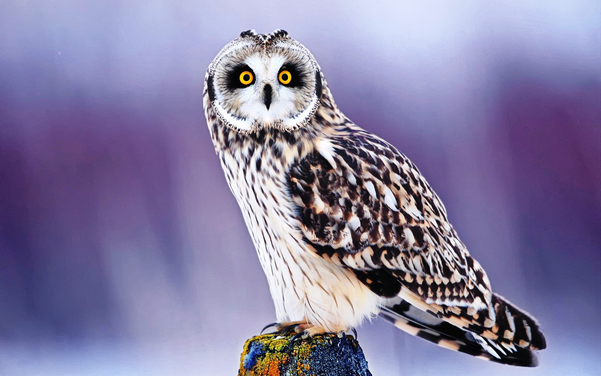 owl wallpaper,bird,owl,vertebrate,bird of prey,beak