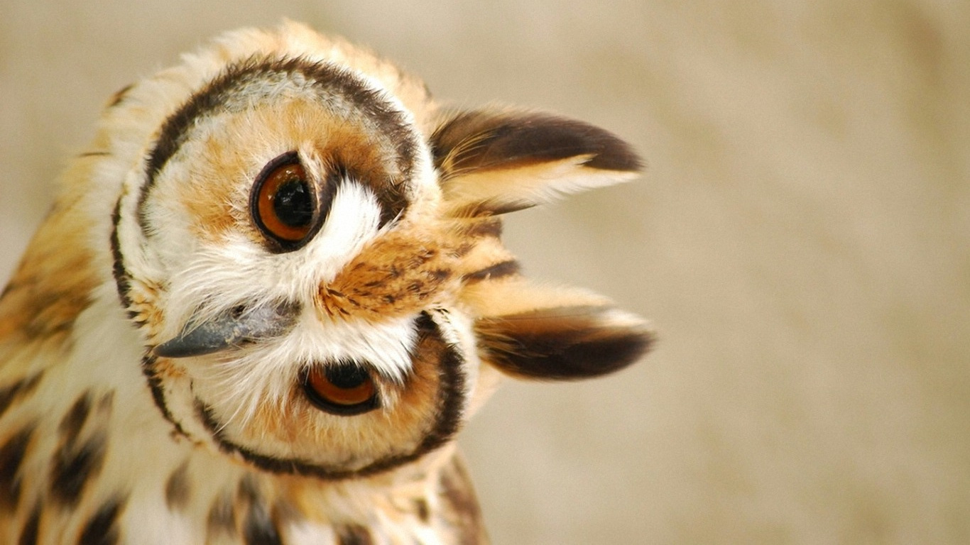 owl wallpaper,owl,vertebrate,wildlife,bird of prey,bird