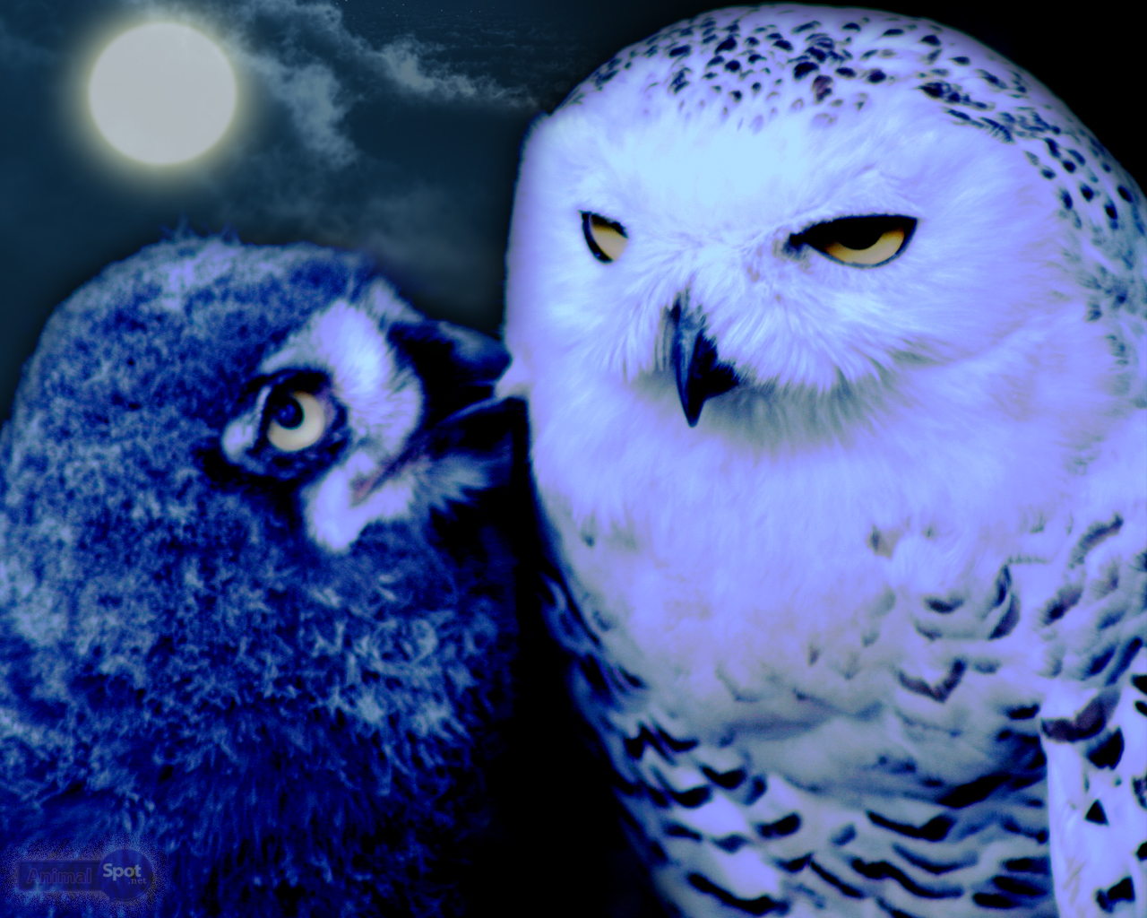 fondo de pantalla de búho,pájaro,búho,buho nevado,ave de rapiña,azul