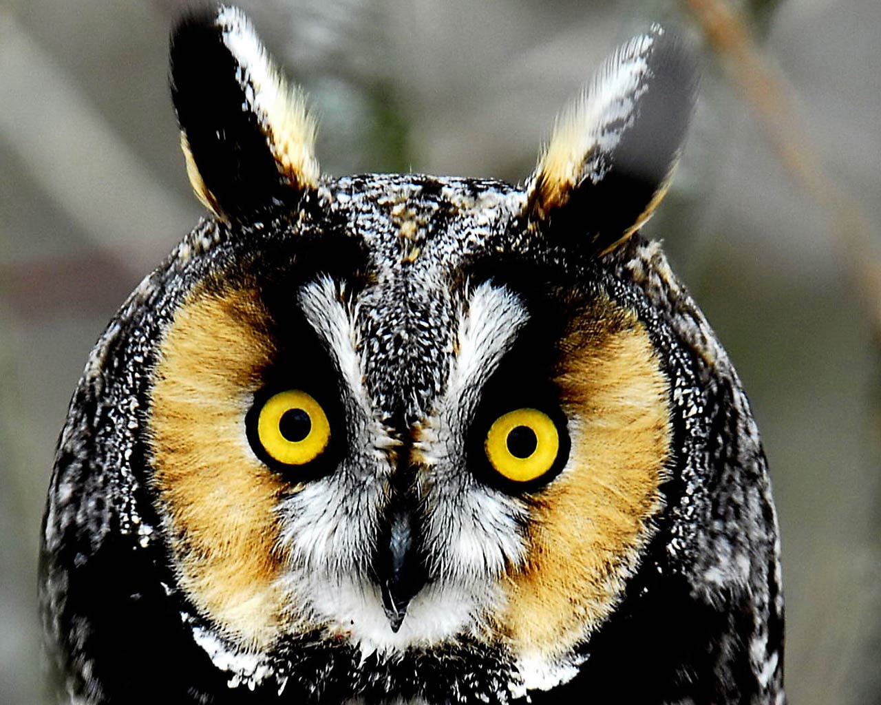 owl wallpaper,owl,vertebrate,bird,bird of prey,beak