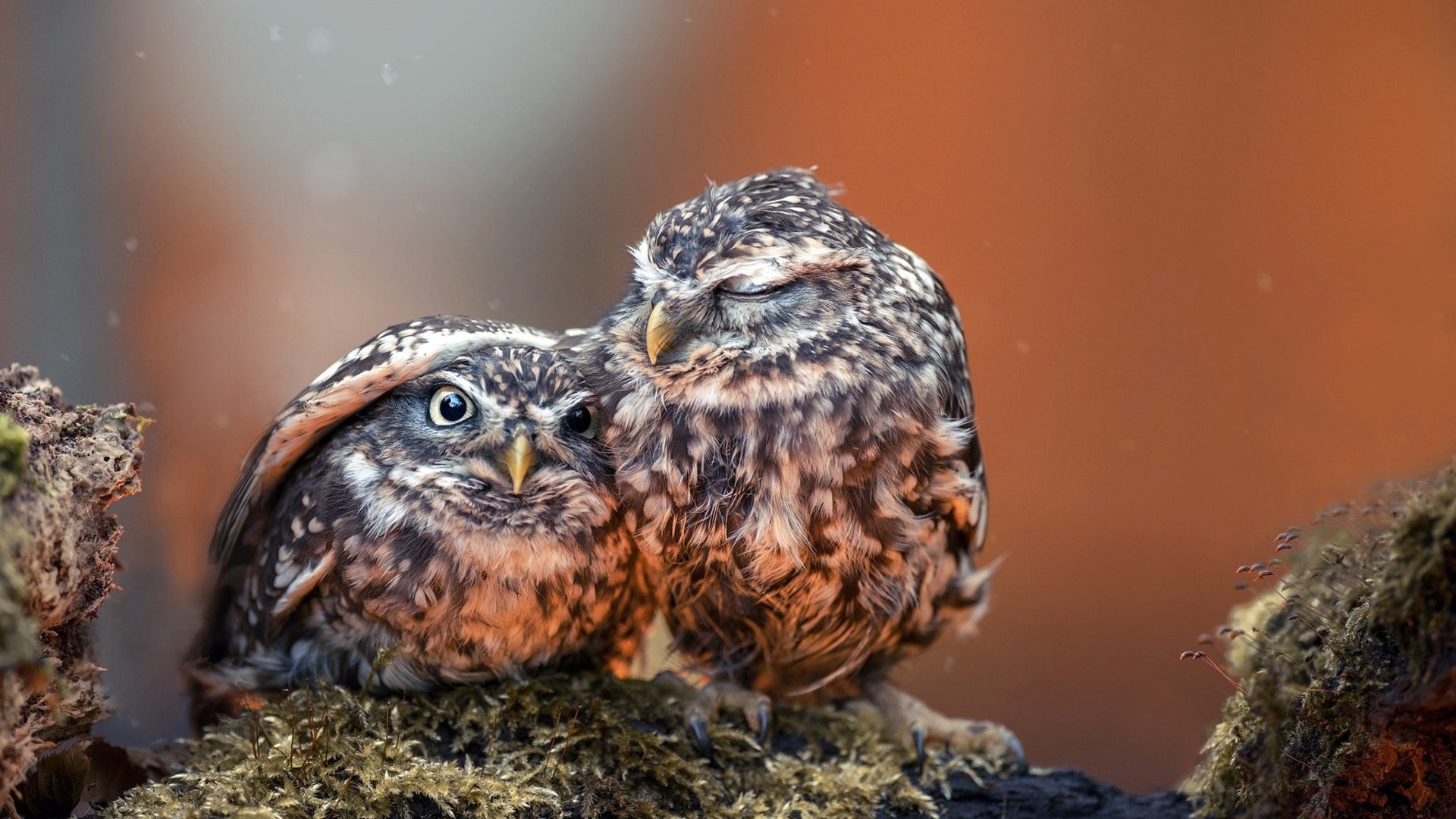 owl wallpaper,owl,bird,vertebrate,bird of prey,beak