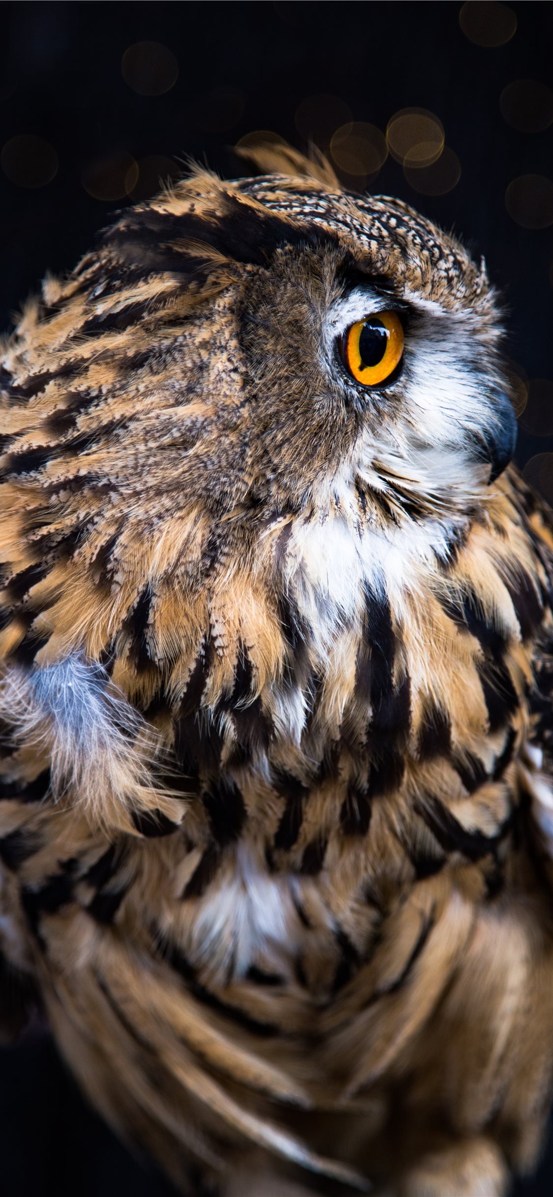 owl wallpaper,owl,vertebrate,bird,bird of prey,beak