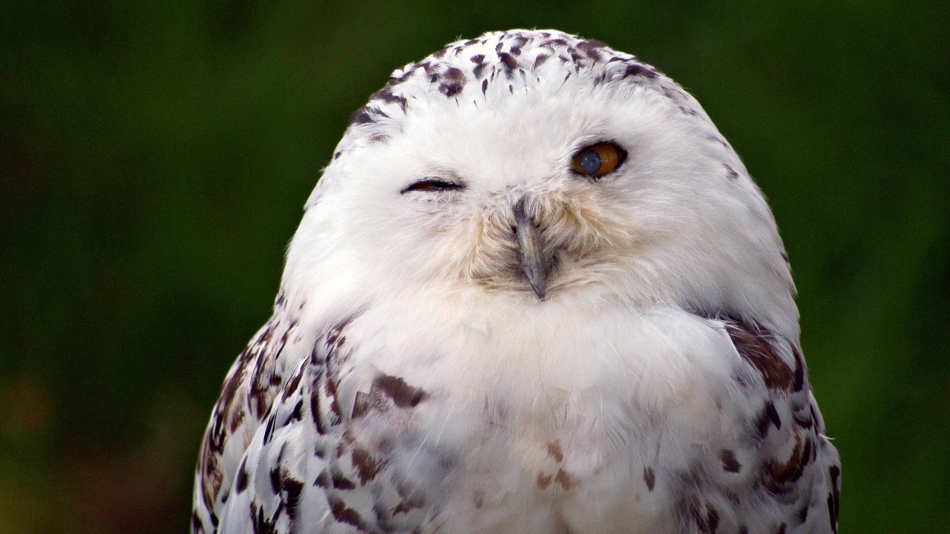 fond d'écran hibou,hibou,oiseau,harfang des neiges,oiseau de proie,la nature