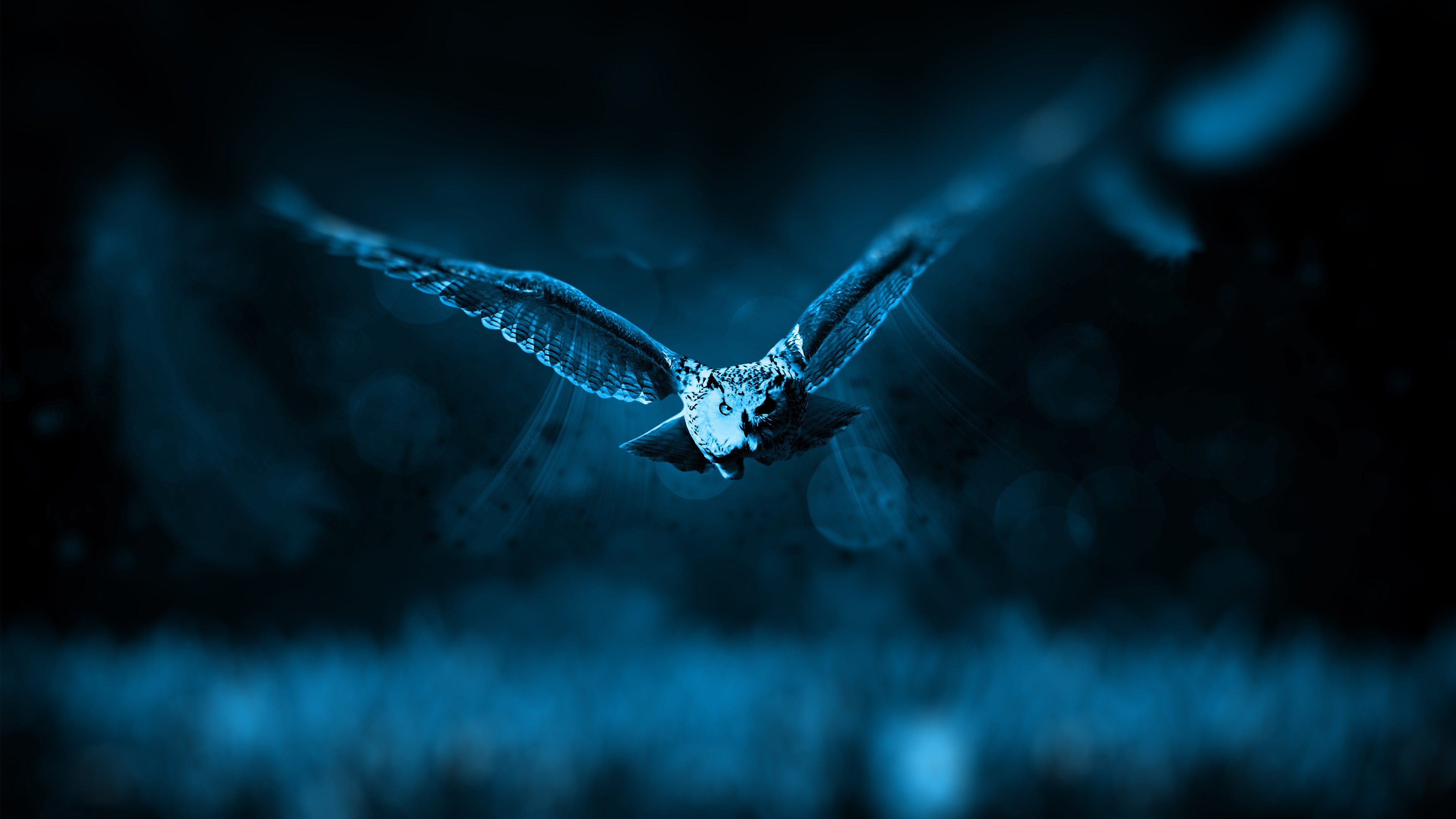 owl wallpaper,blue,water,nature,black,sky