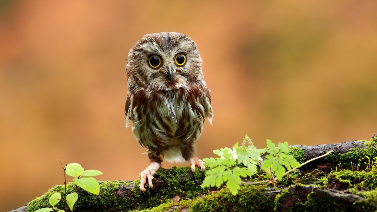 owl wallpaper,owl,bird,nature,bird of prey,wildlife