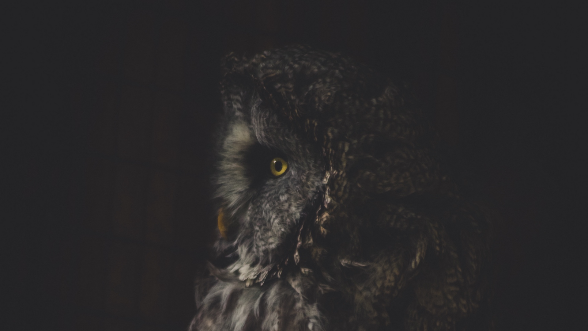 owl wallpaper,owl,bird of prey,bird,western screech owl,great grey owl