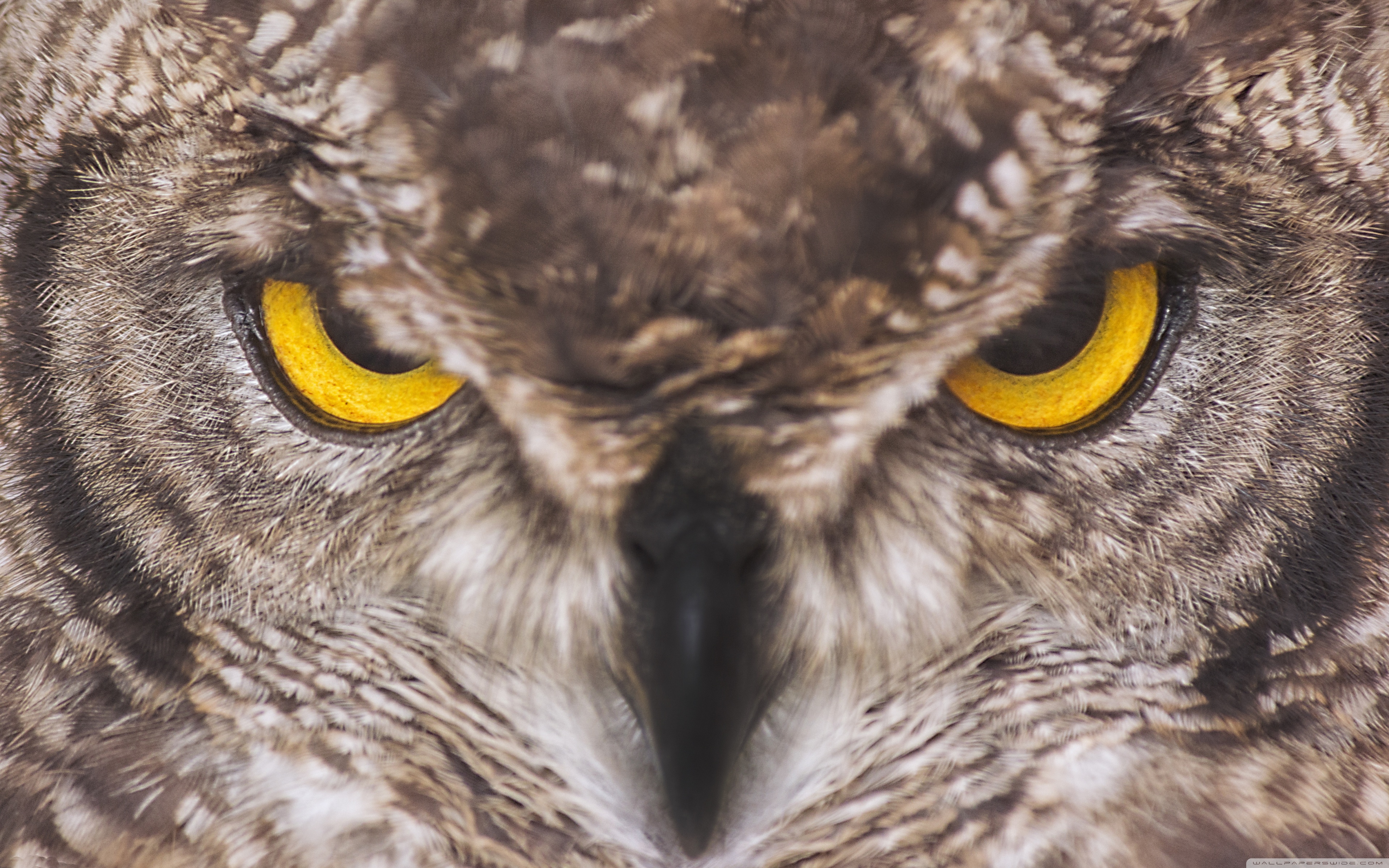 fond d'écran hibou,hibou,oiseau de proie,oiseau,chouette hurlante de l'ouest,chouette hurlante de l'est