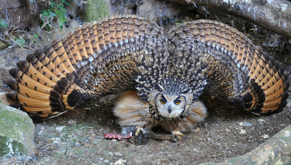 フクロウの壁紙,陸生動物,鳥,フクロウ,猛禽,爬虫類