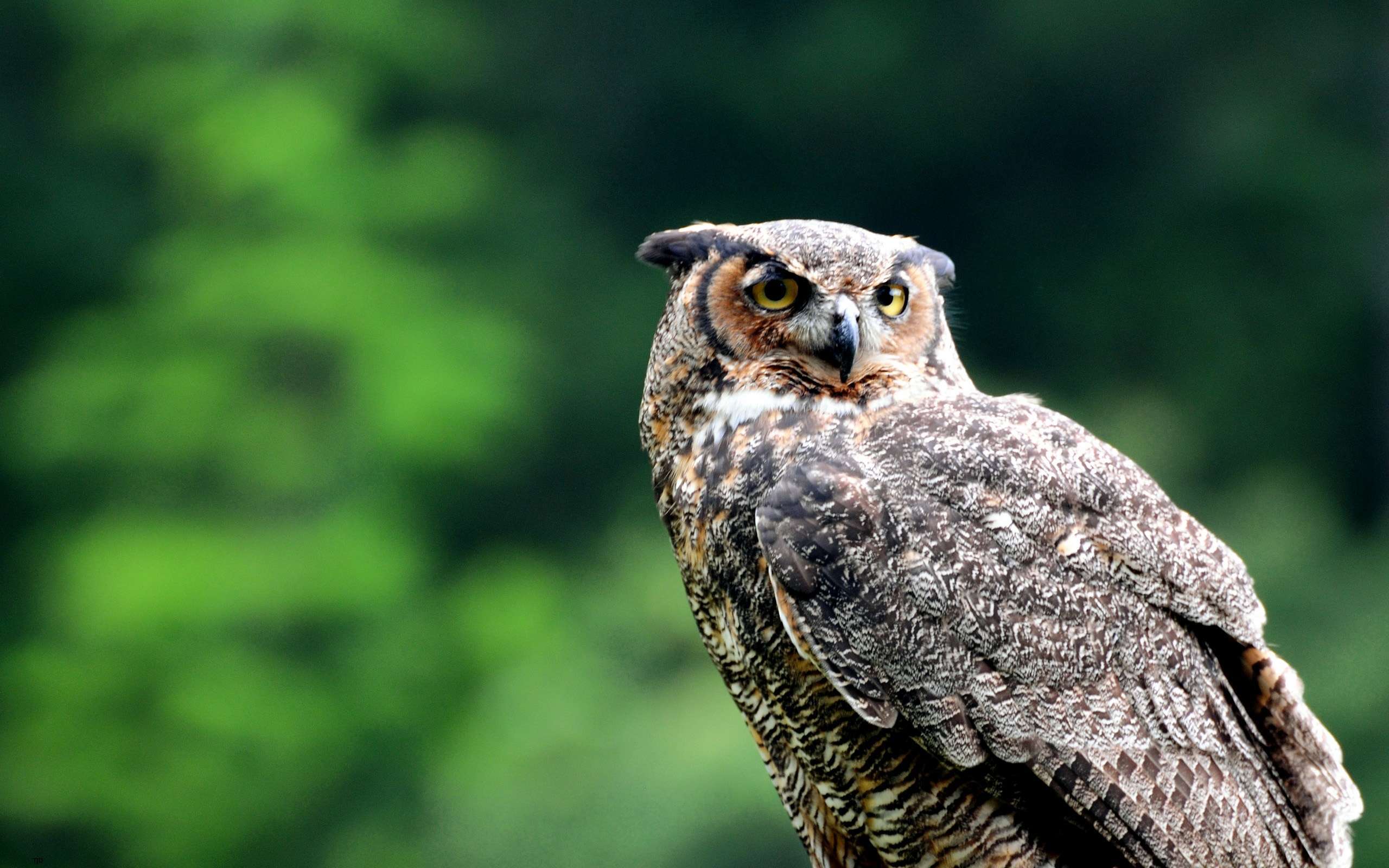 フクロウの壁紙,鳥,フクロウ,猛禽,野生動物,閉じる