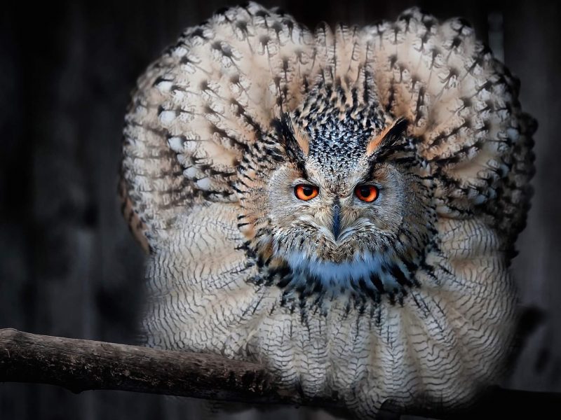 owl wallpaper,owl,bird,vertebrate,bird of prey,eastern screech owl