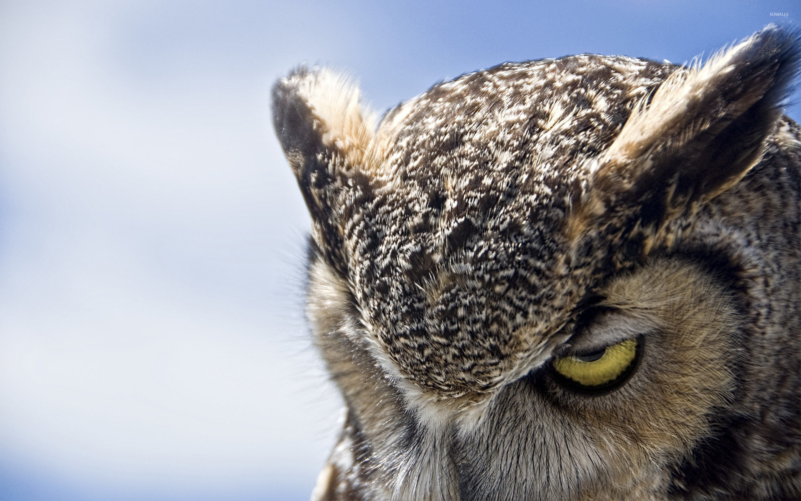 eule tapete,eule,raubvogel,tierwelt,vogel,östliche kreischeule