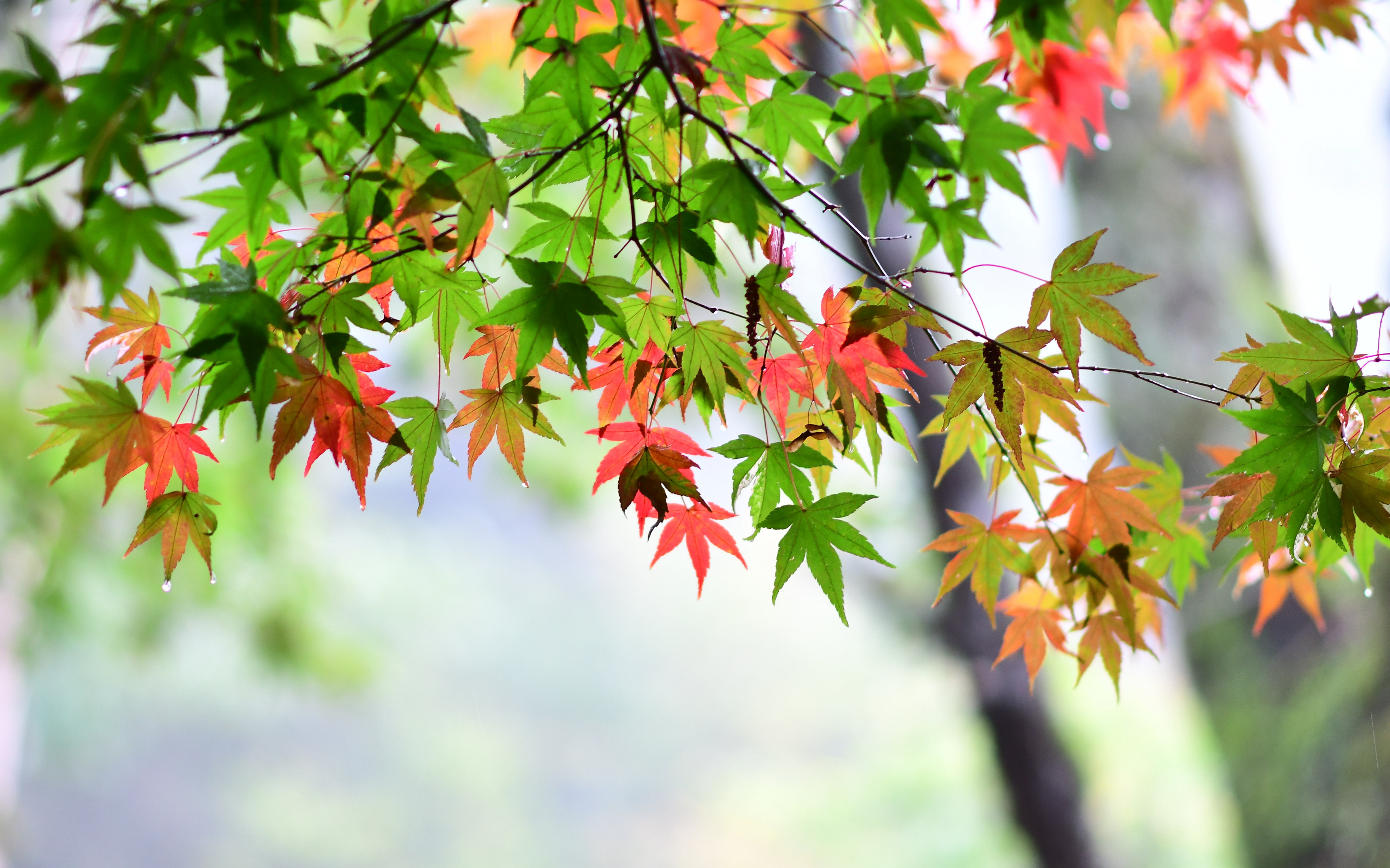 葉の壁紙,葉,木,カエデの葉,花,工場