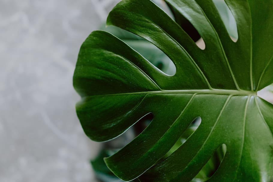 papier peint feuille,feuille,vert,plante,monstera deliciosa,fleur