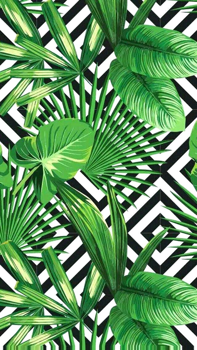 papier peint feuille,feuille,plante,monstera deliciosa,palmier,vert