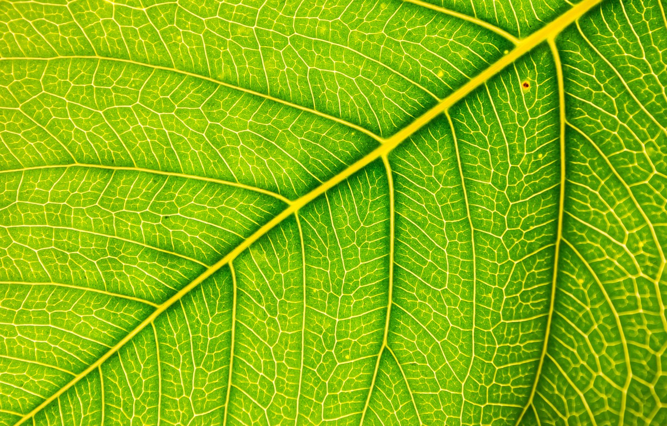leaf wallpaper,leaf,green,plant,flower,close up
