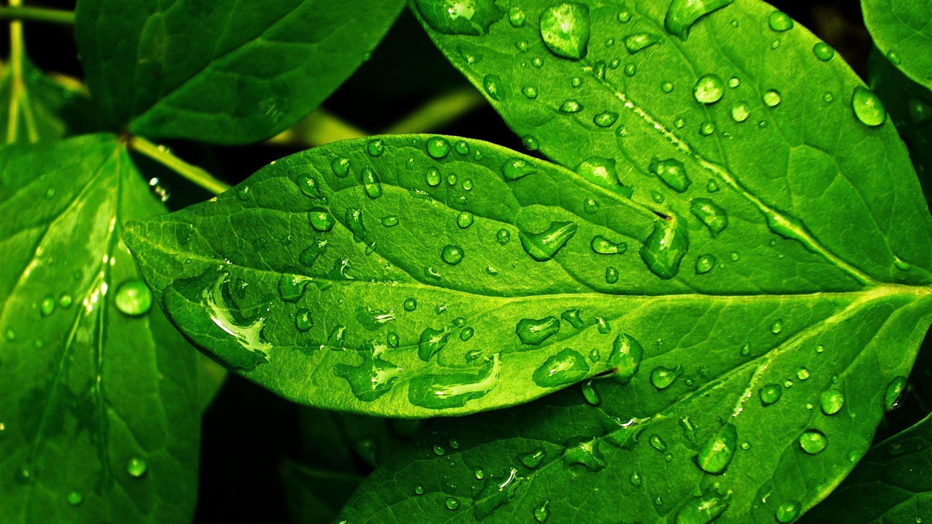 葉の壁紙,葉,露,緑,水,水分