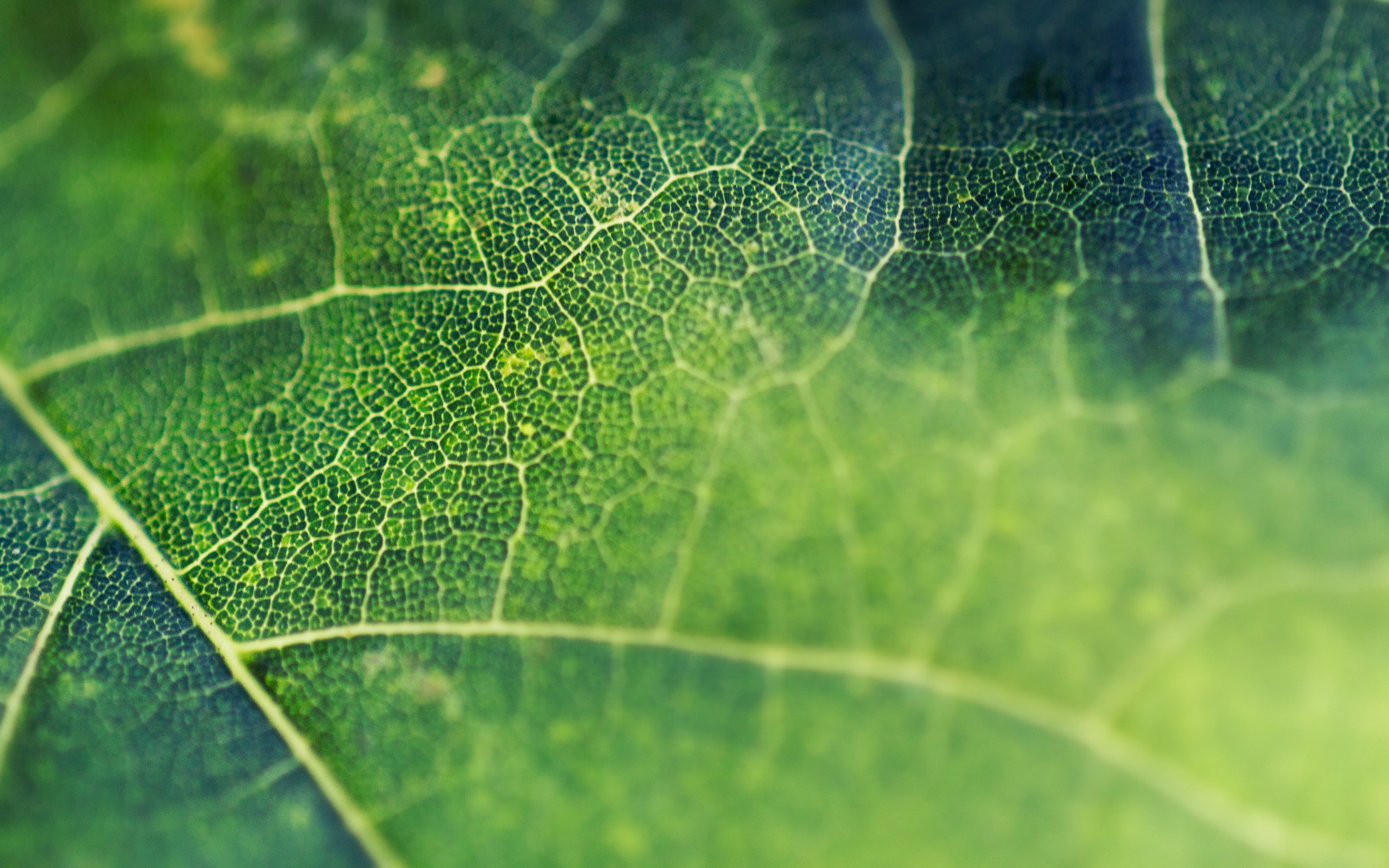 leaf wallpaper,leaf,green,nature,close up,plant