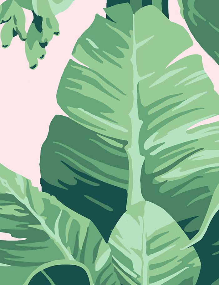 papier peint feuille,jack dans la chaire,feuille,monstera deliciosa,vert,plante