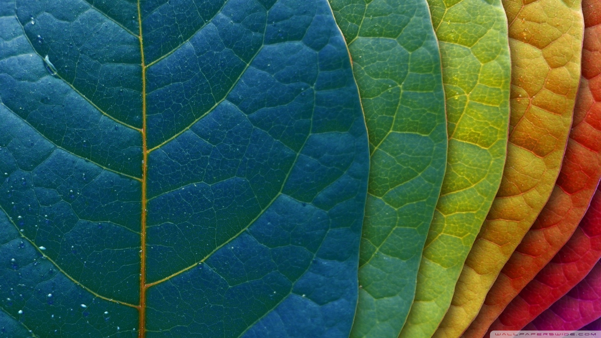 carta da parati a foglia,foglia,verde,patologia vegetale,pianta,fiore