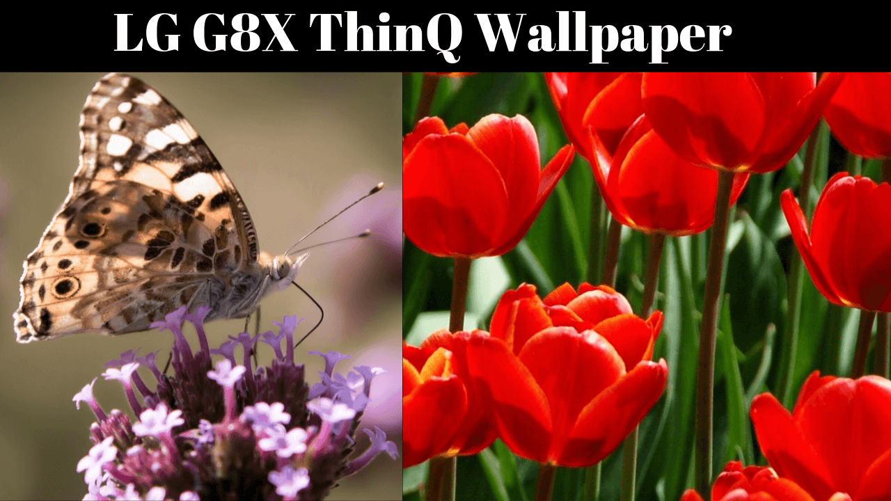 lg wallpaper,nature,petal,tulip,flower,organism