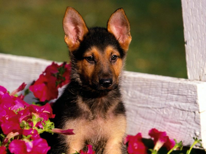 puppy wallpaper,dog,vertebrate,dog breed,canidae,german shepherd dog