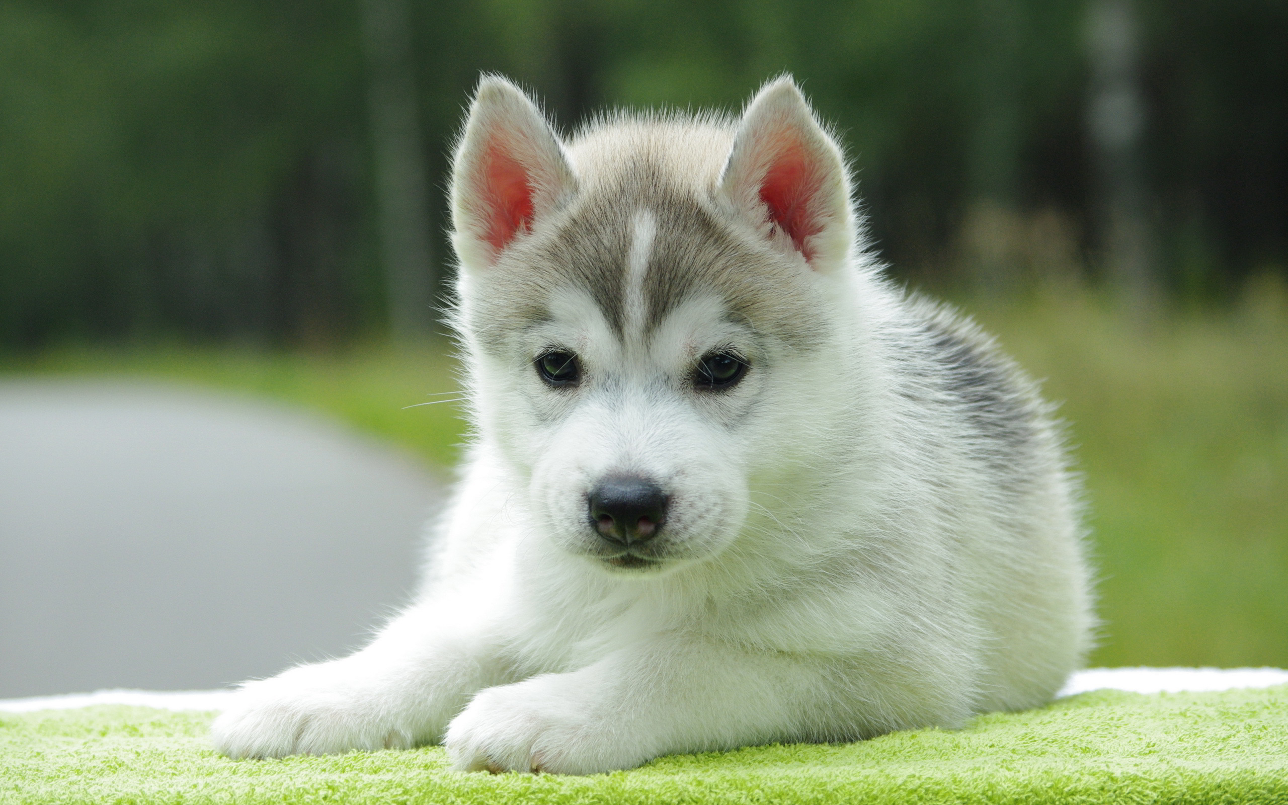 welpentapete,hund,sibirischer husky,sakhalin husky,miniatur siberian husky,grönlandhund