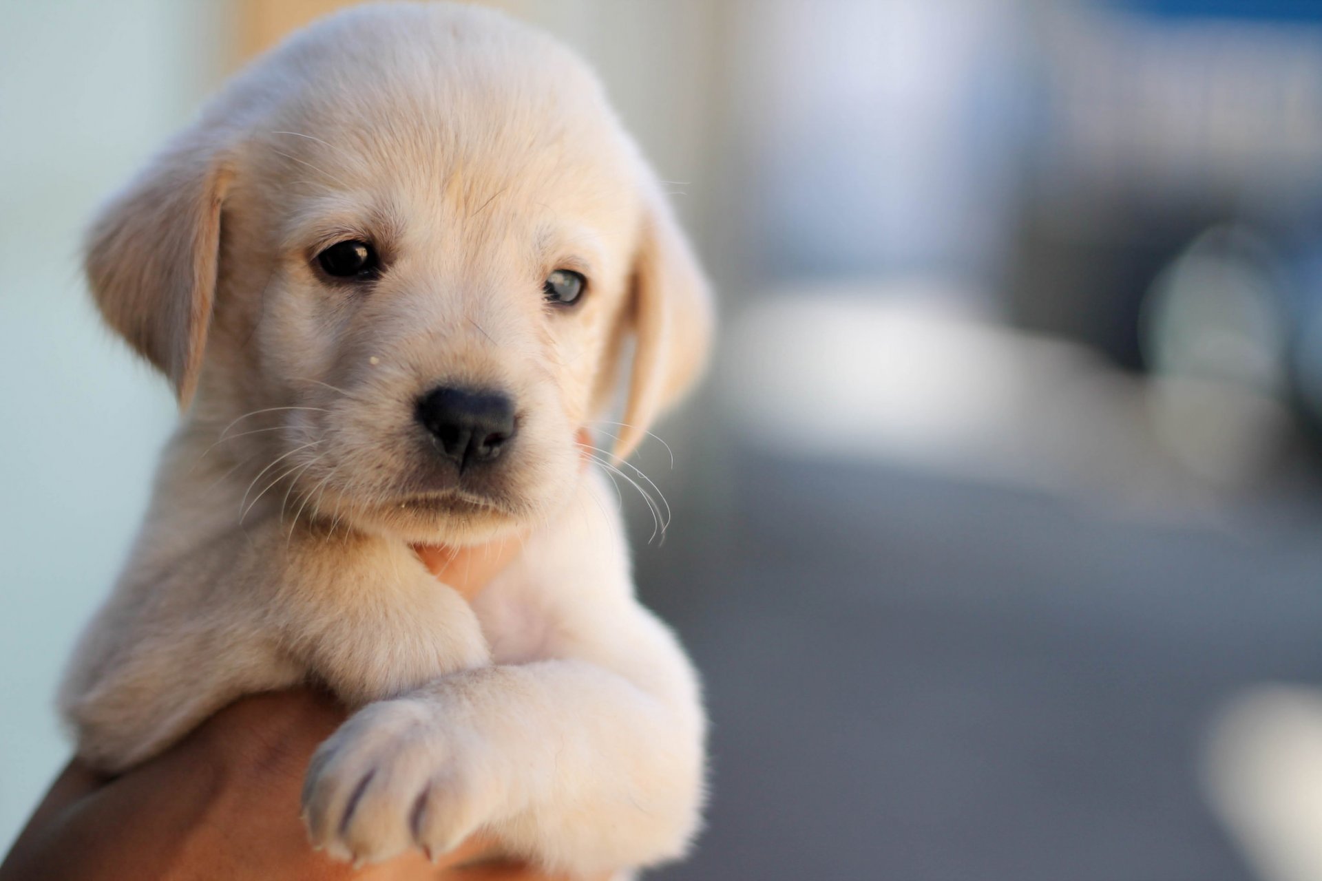 welpentapete,hund,hündchen,labrador retriever,golden retriever