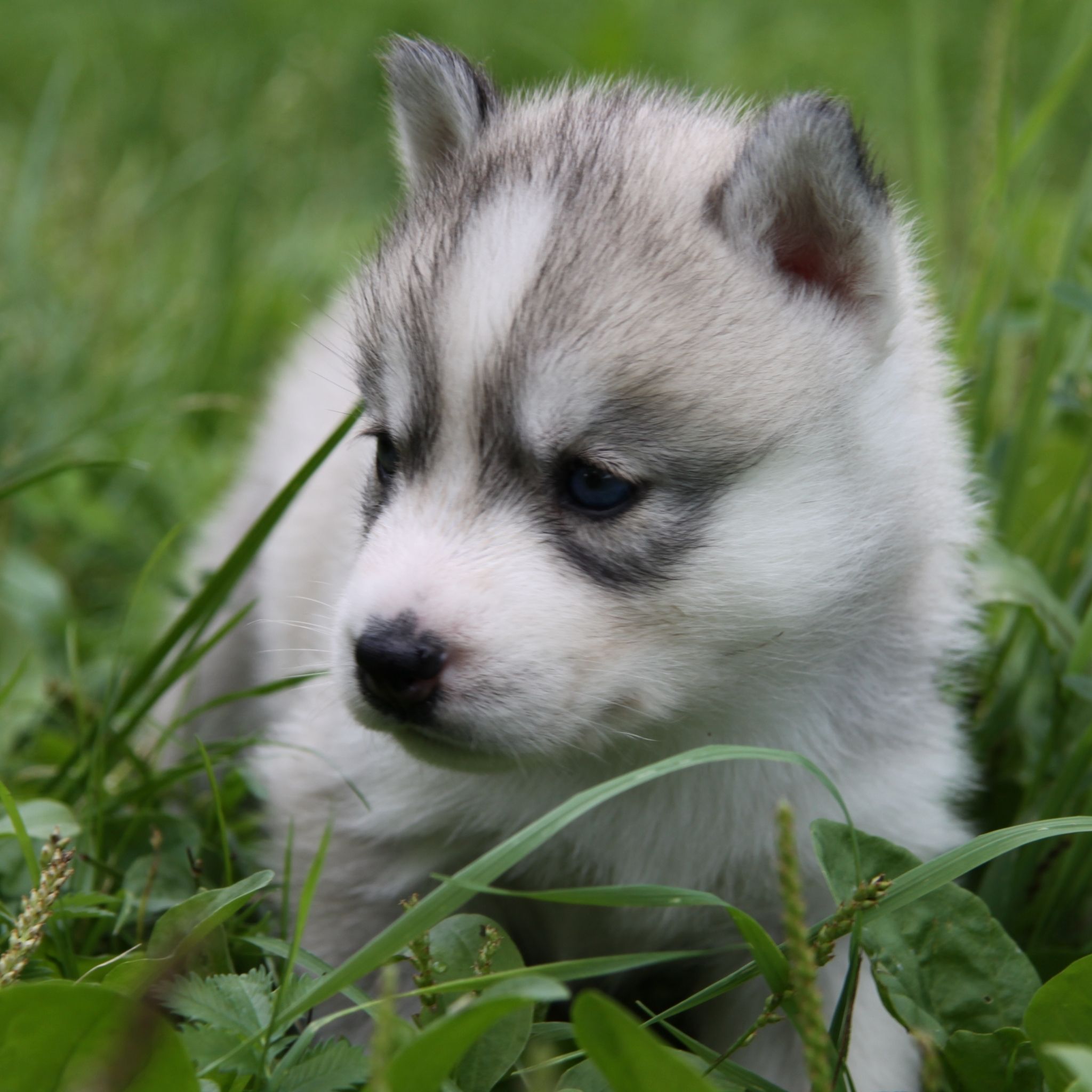 welpentapete,hund,sibirischer husky,alaskan malamute,sakhalin husky,hündchen