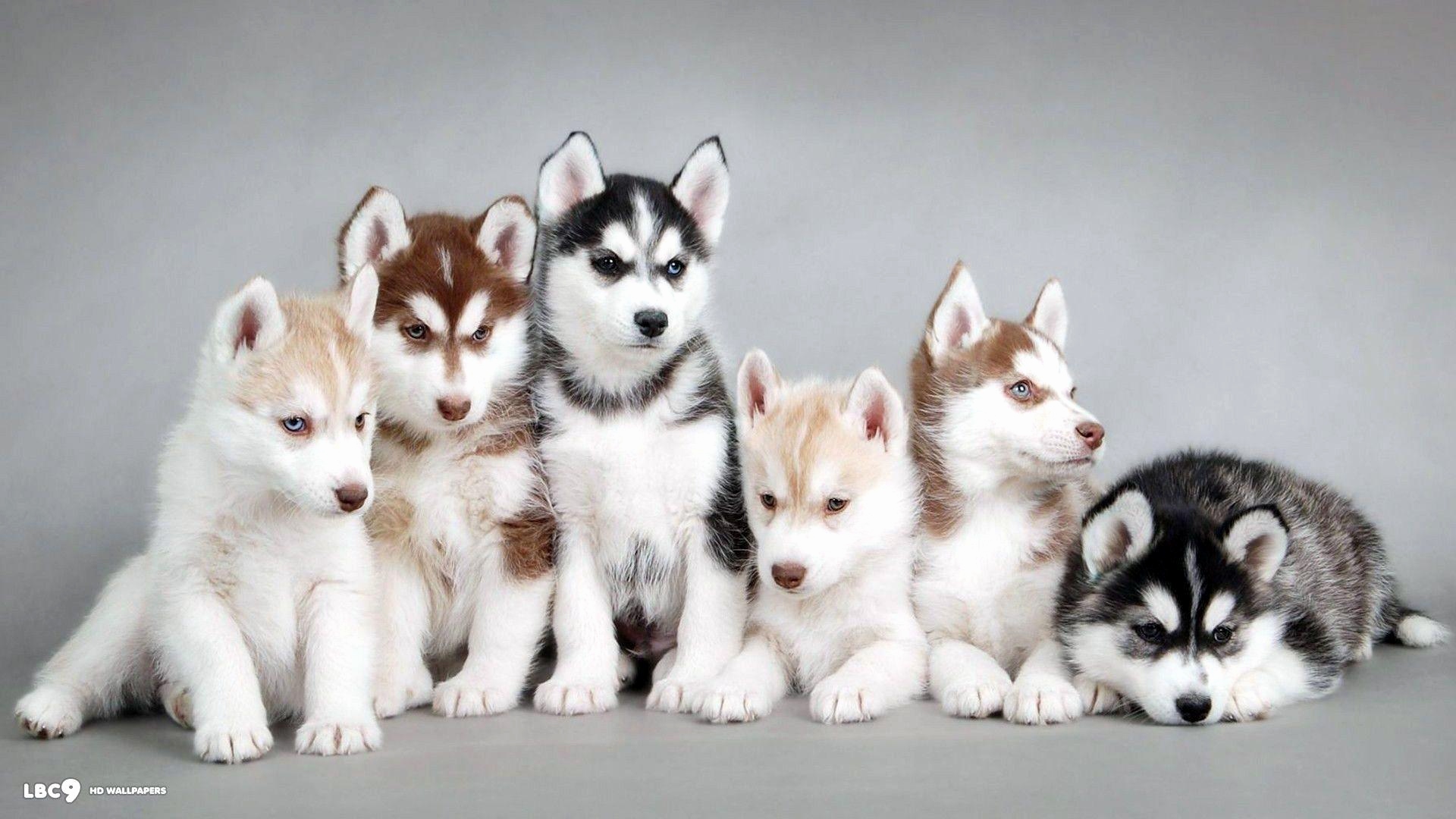 fond d'écran chiot,husky sibérien,chien,sakhalin husky,husky sibérien miniature,loup chien