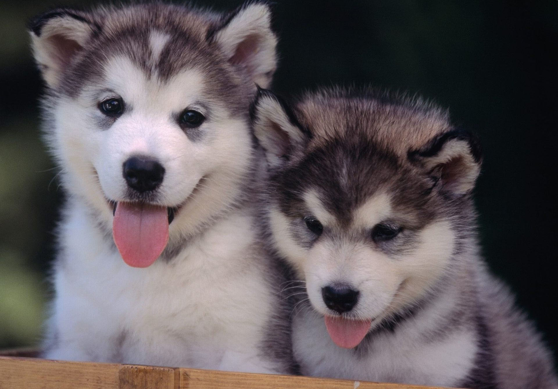 fond d'écran chiot,chien,husky sibérien,malamute d'alaska,sakhalin husky,loup chien