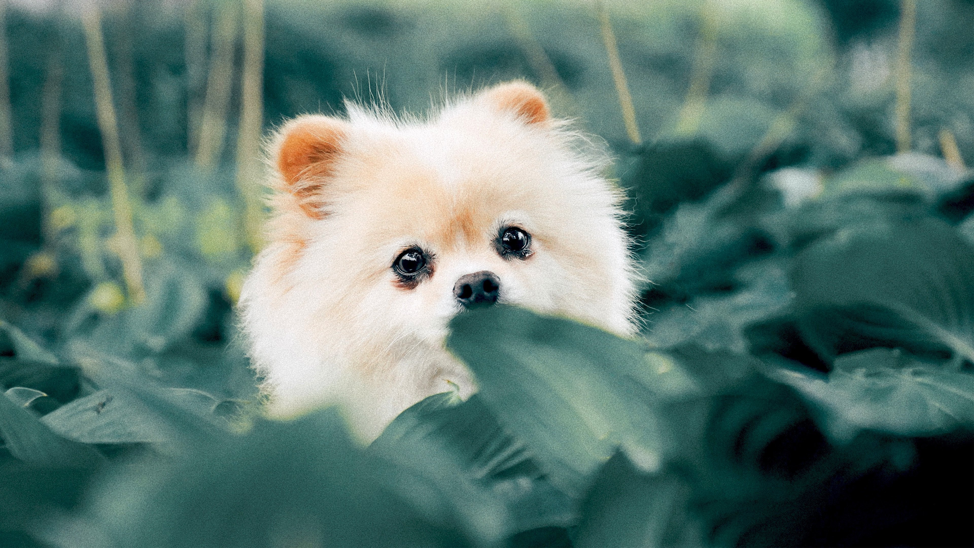 fondo de pantalla de cachorro,perro,pomeranio,spitz alemán mittel