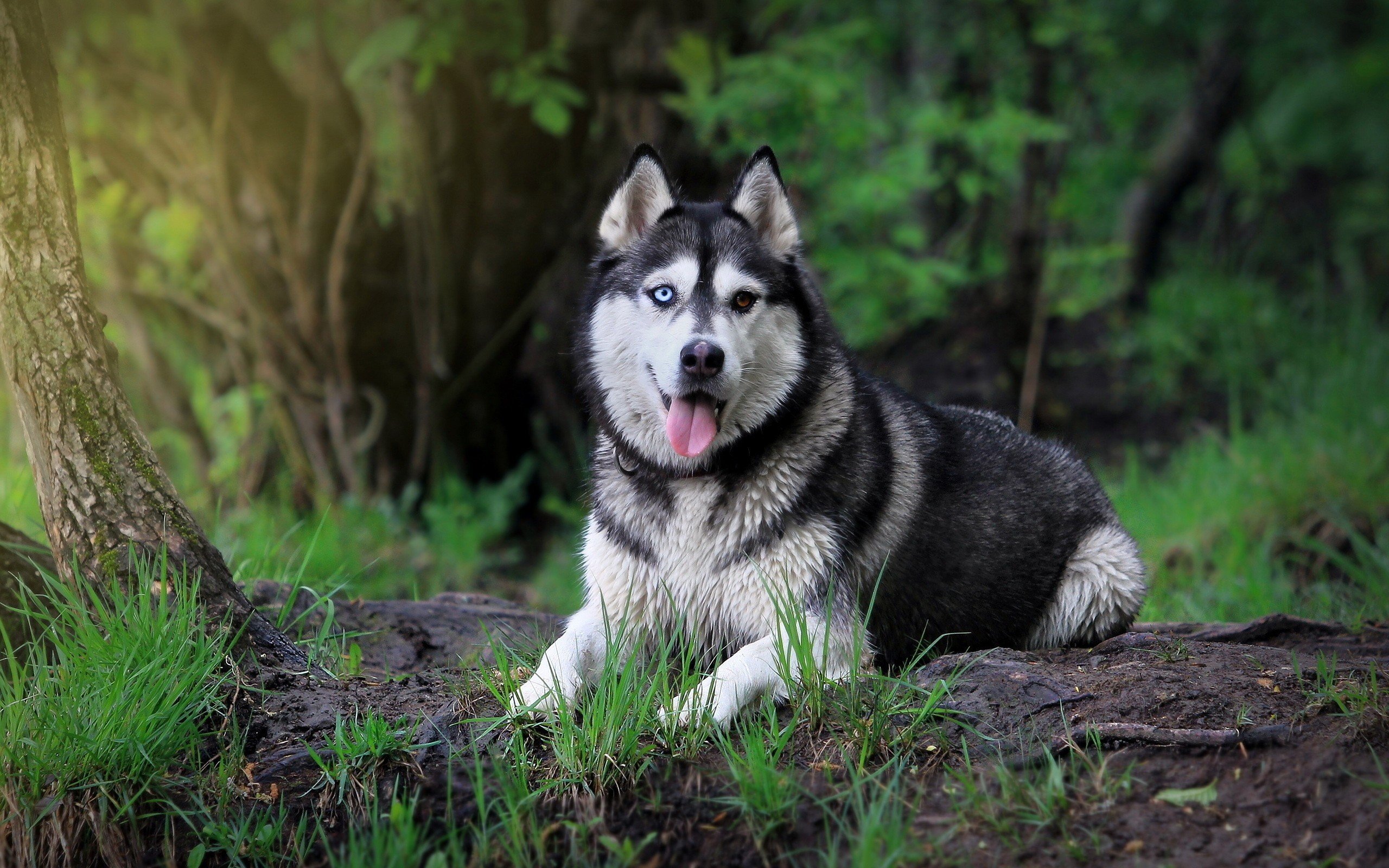 子犬の壁紙,シベリアンハスキー,犬,アラスカのマラミュート