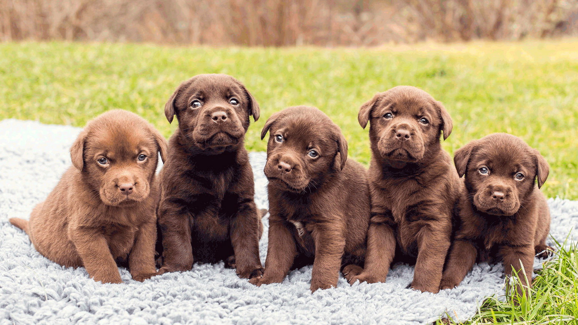 carta da parati cucciolo,cane,labrador retriever,cucciolo,gruppo sportivo,cane da compagnia