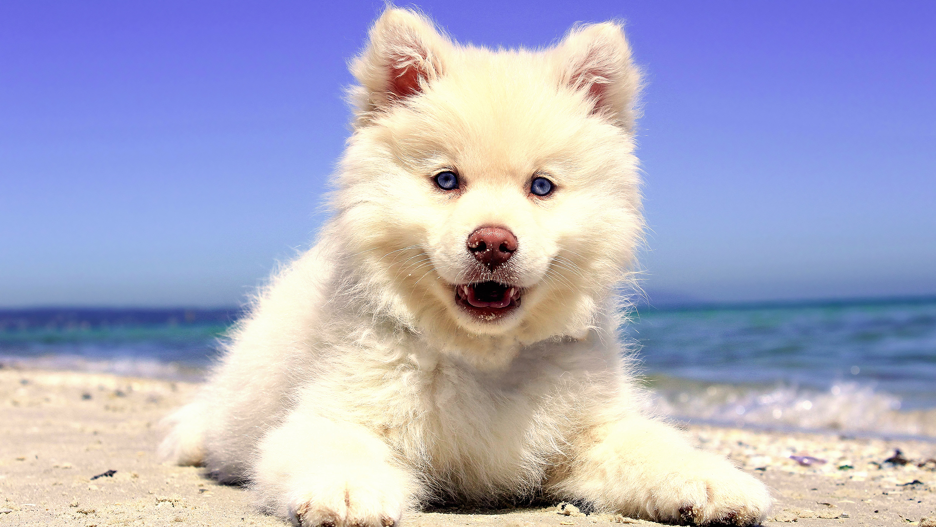 fondo de pantalla de cachorro,perro,perro de groenlandia,perrito,perro esquimal canadiense