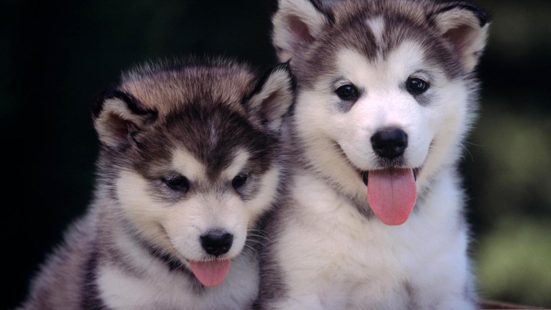 fond d'écran chiot,chien,husky sibérien,malamute d'alaska,sakhalin husky,loup chien