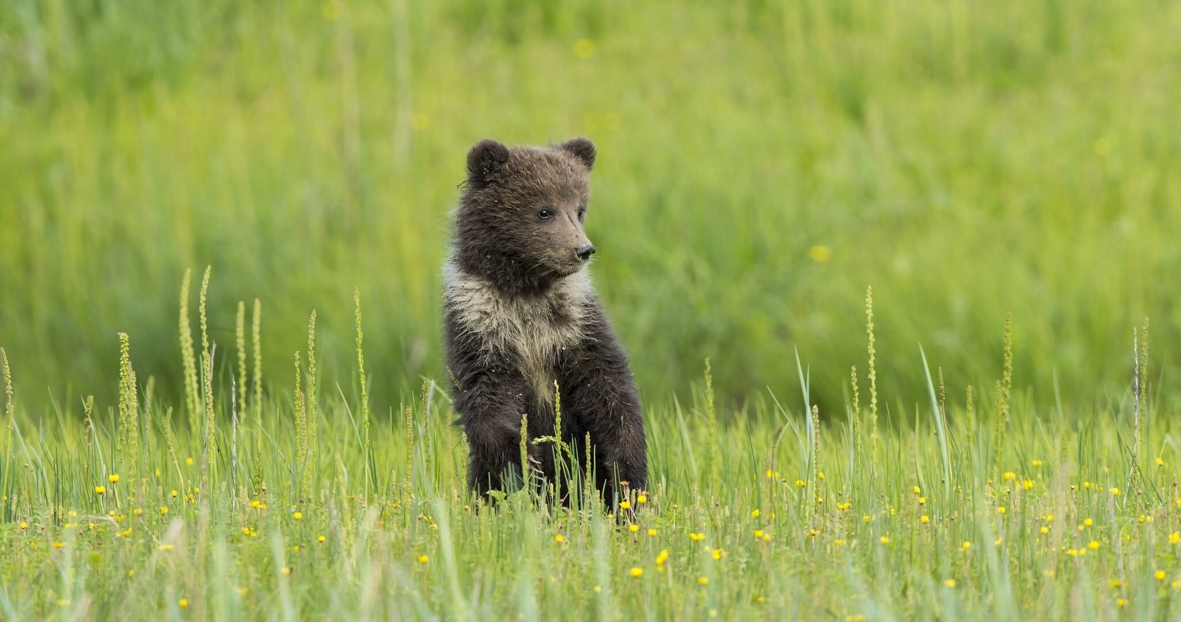 carta da parati dell'orsacchiotto,orso,orso grizzly,orso bruno,natura,animale terrestre