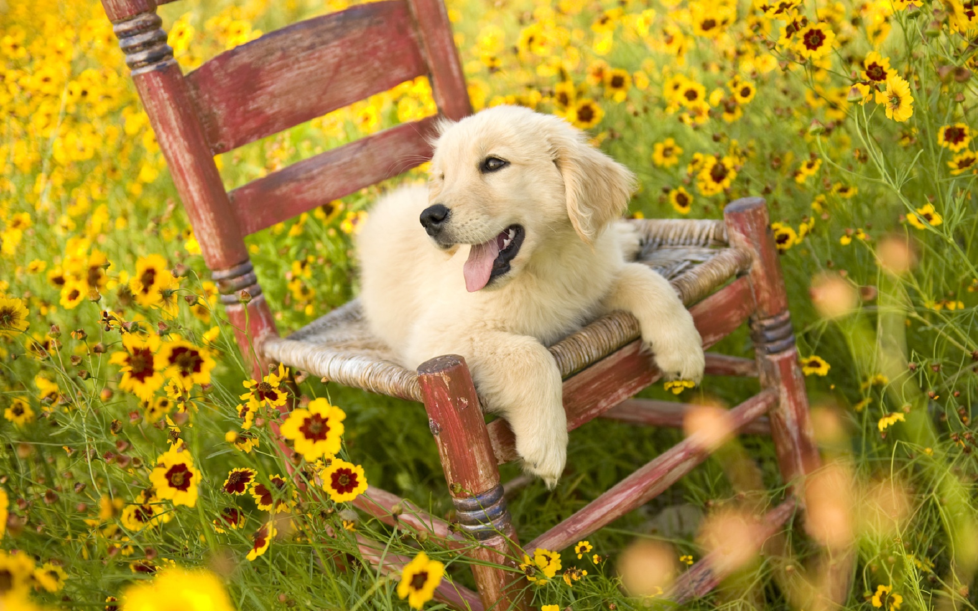 carta da parati cucciolo,cane,cucciolo,giallo,golden retriever,cane da compagnia